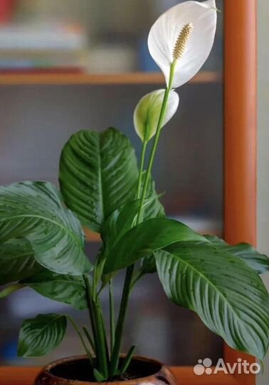 Спатифиллум