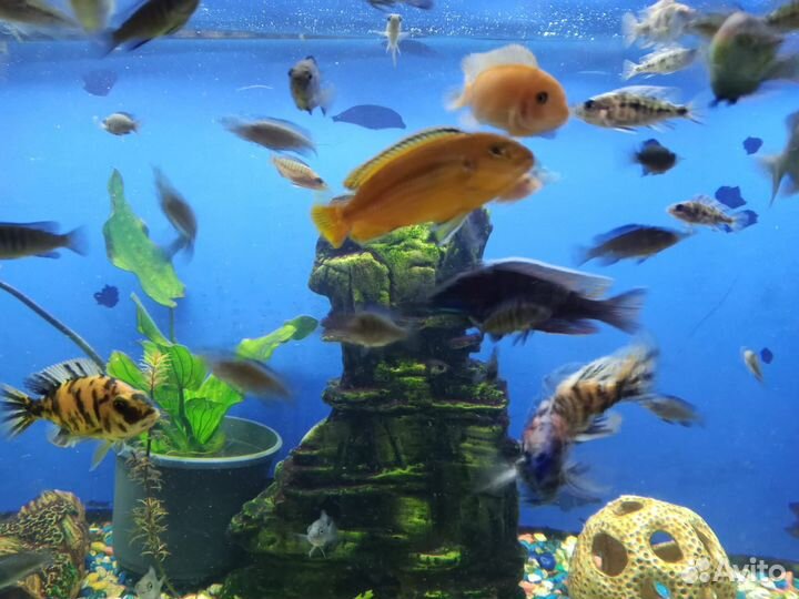 Аквариумные рыбки