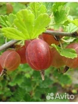 Саженцы крыжовника