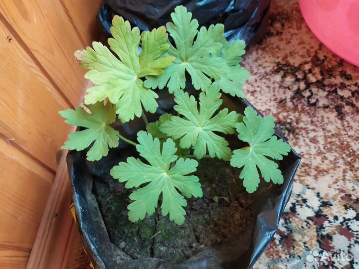 Герань крупнокорневищная