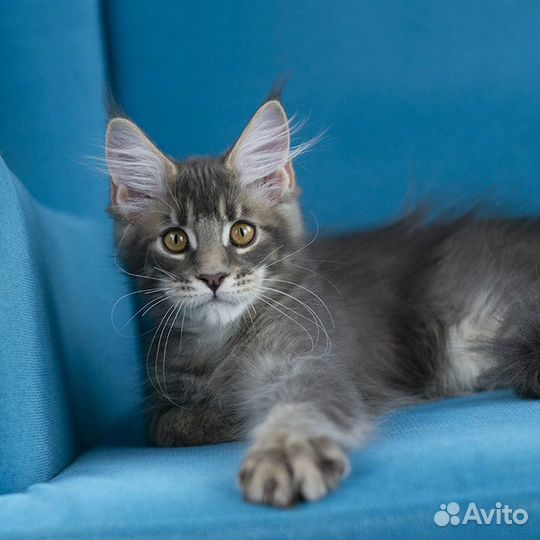 Котята Мейн-кун мальчики