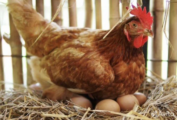 Яйценоские породы доставка