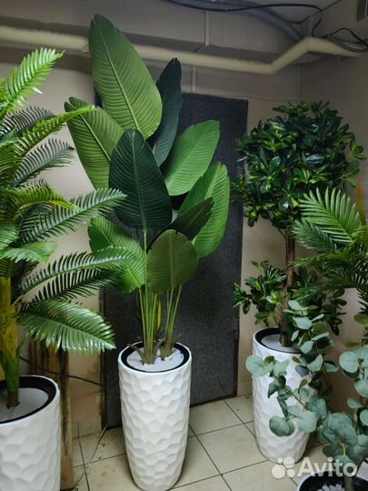 Фикус, пальма, бамбук, реалистичные деревья, от