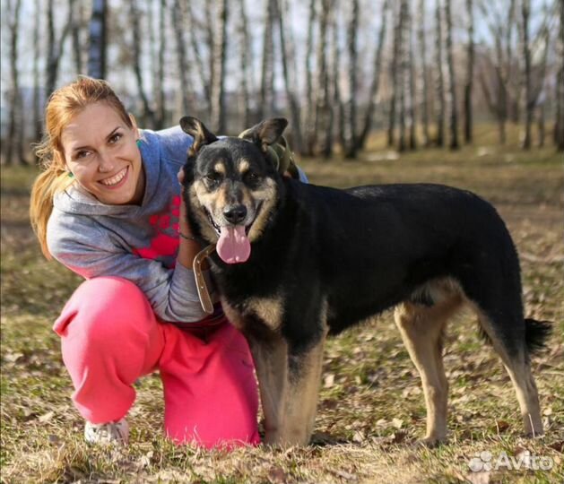 Очень ласковый пёс Макс пропадает в приюте