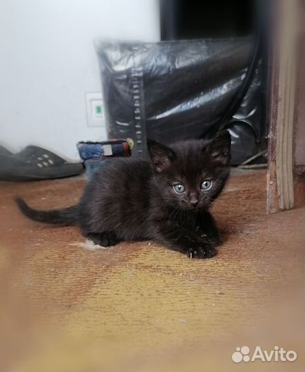 Кошка котенок в дар