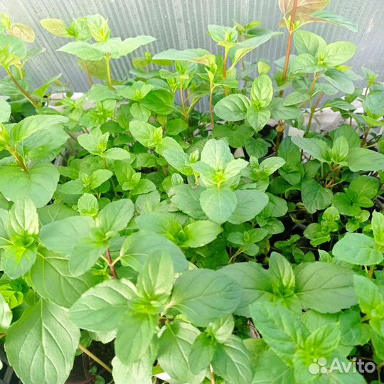 Мята сортовая