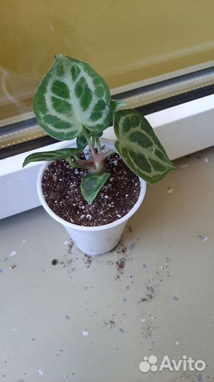 Антуриум сильвер бланш