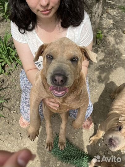 Шарпей (помесь) в добрые руки