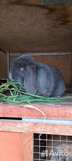 Кролики породы французский баран