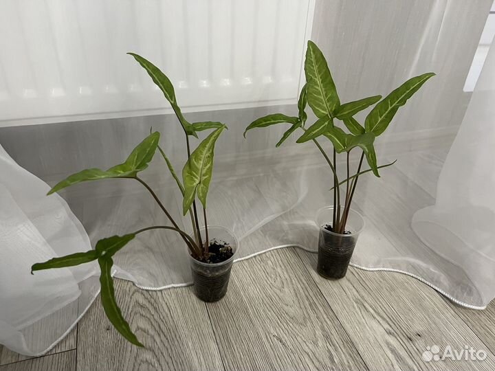 Сингониум spear point / комнатный цветок