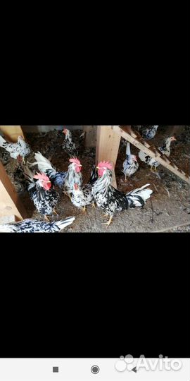 Петушки леггорн далматинец