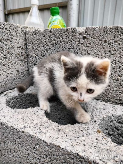 Кошка в дар