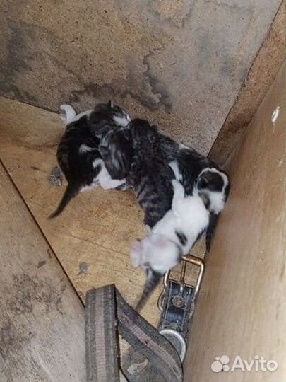 Котята в добрые руки