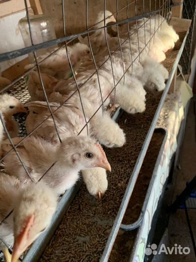 Цыплята бройлеры, индюшата хайбрид конвертер