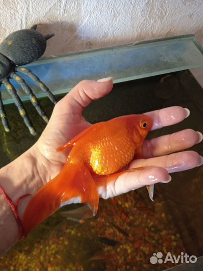 Продам Золотую рыбку