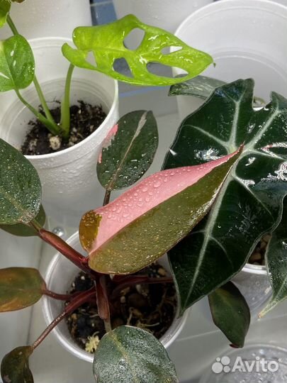 Филодендрон розовая принцесса