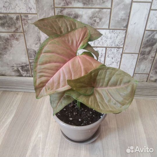 Сингониум пинк флескед