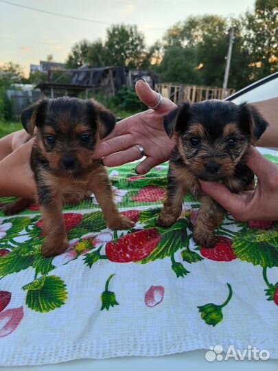 Йоркширский терьер мини