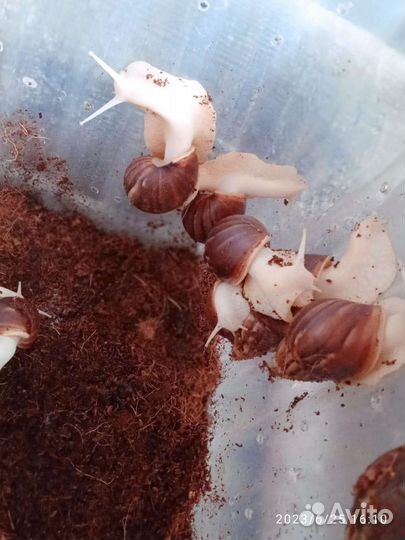 Улитки ахатины