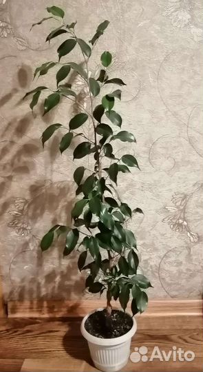 Комнатные растения цветы большие