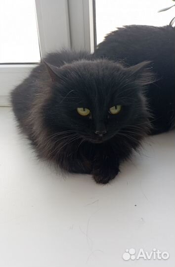 Кошечка в добрые руки