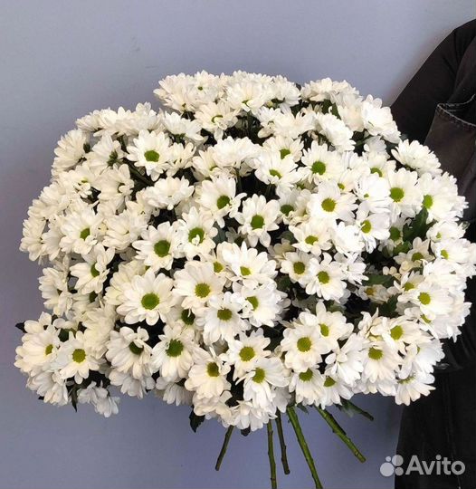 Хризантема Букет хризантем Доставка