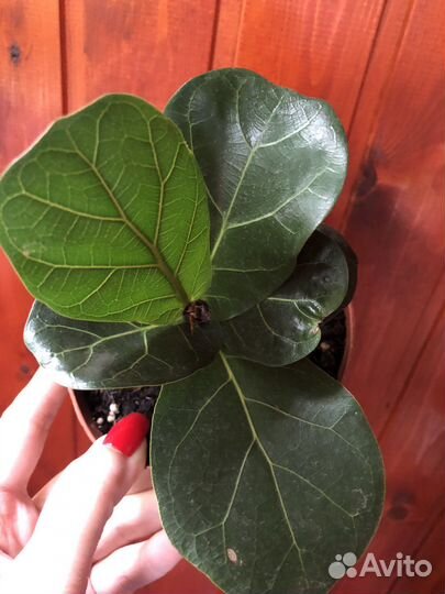 Фикус шривериана и лирата (не бамбино)