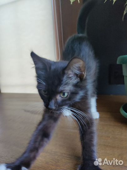 Котенок в добрые руки