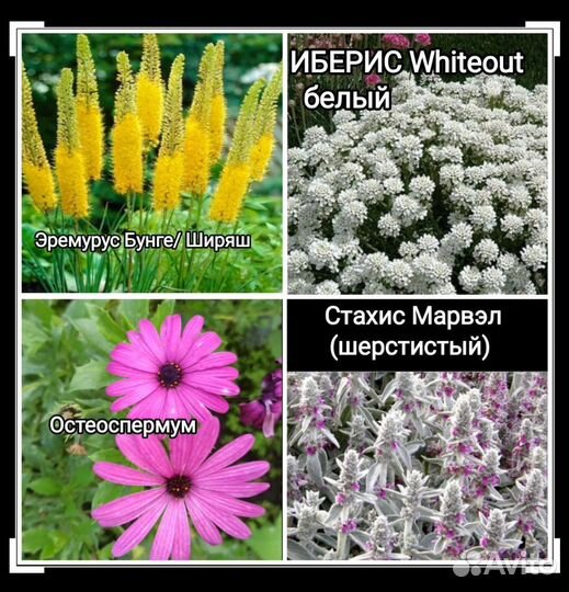 Многолетники*Почвопокровные много разных
