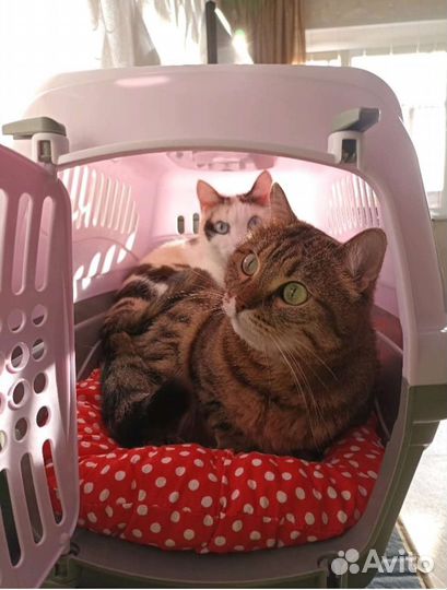 Новая Большая Переноска для кошек и собак