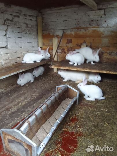 Продам кроликов на развод