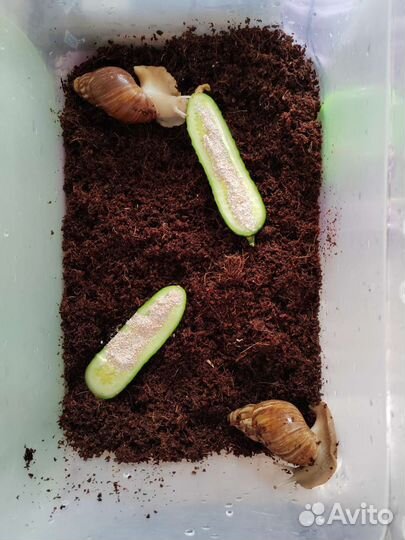 Улитки ахатины бесплатно