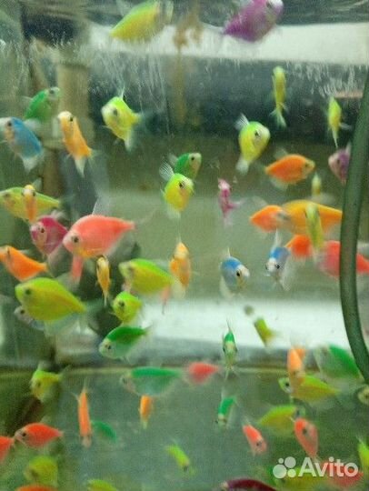 Аквариумные рыбки