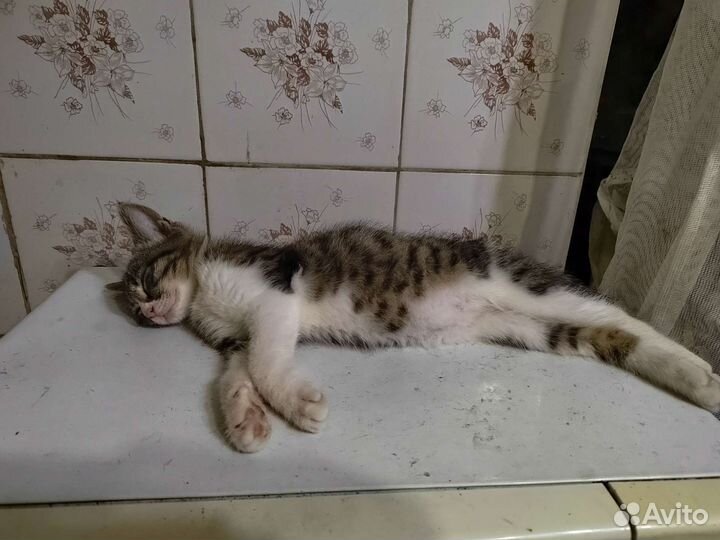 Котенок в дар бесплатно