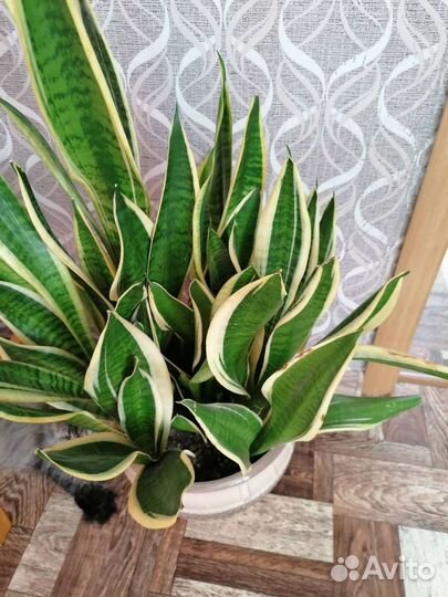 Сансевиерия