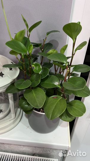 Пеперомия туполистная в кашпо