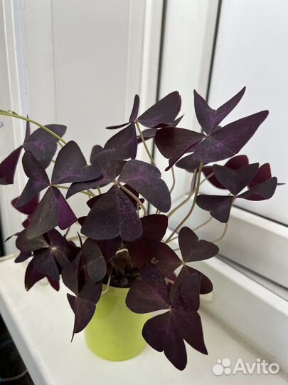 Кислица Оксалис