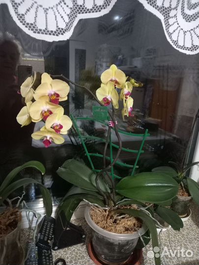 Орхидея фаленопсис