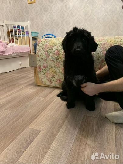 Монгольский банхар