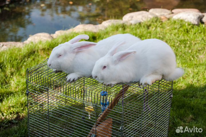 Кролики мясных пород