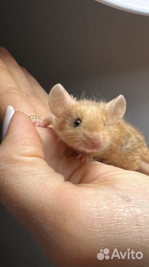 Декоративные мышки тексель, розетка, сатины, сиамы