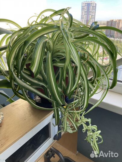 Хлорофитум бонни (кудрявый), хохлатый