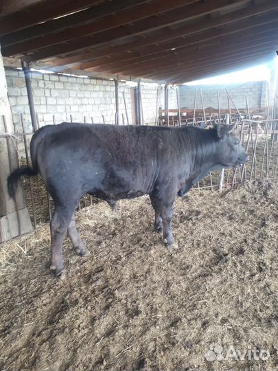 Продам быков