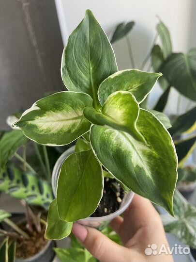 Диффенбахия кул бьюти