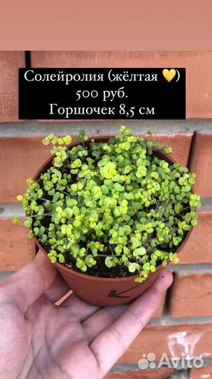 Солейролия (жёлтая)