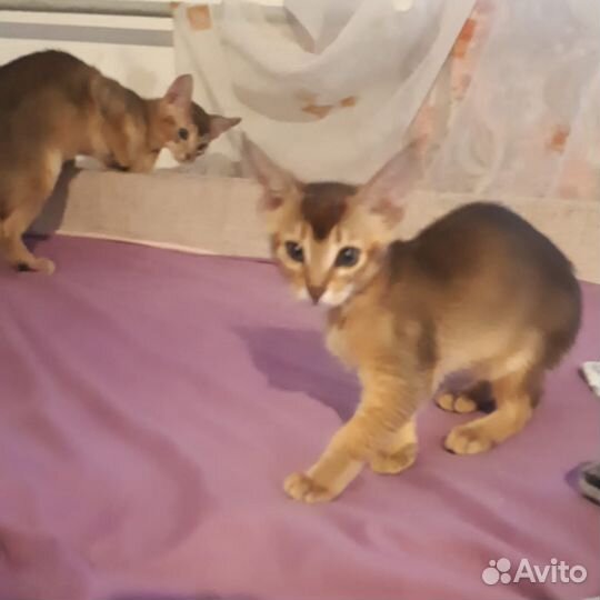 Котята чаузи