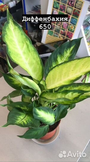 Комнатные растения