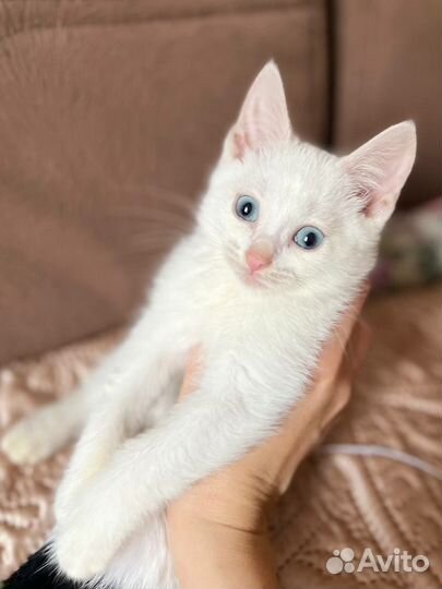 Котята в добрые руки бесплатно