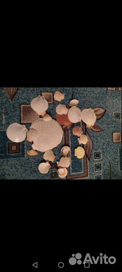 Ракушки камень