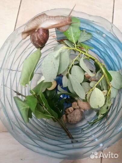 Улитки ахатины